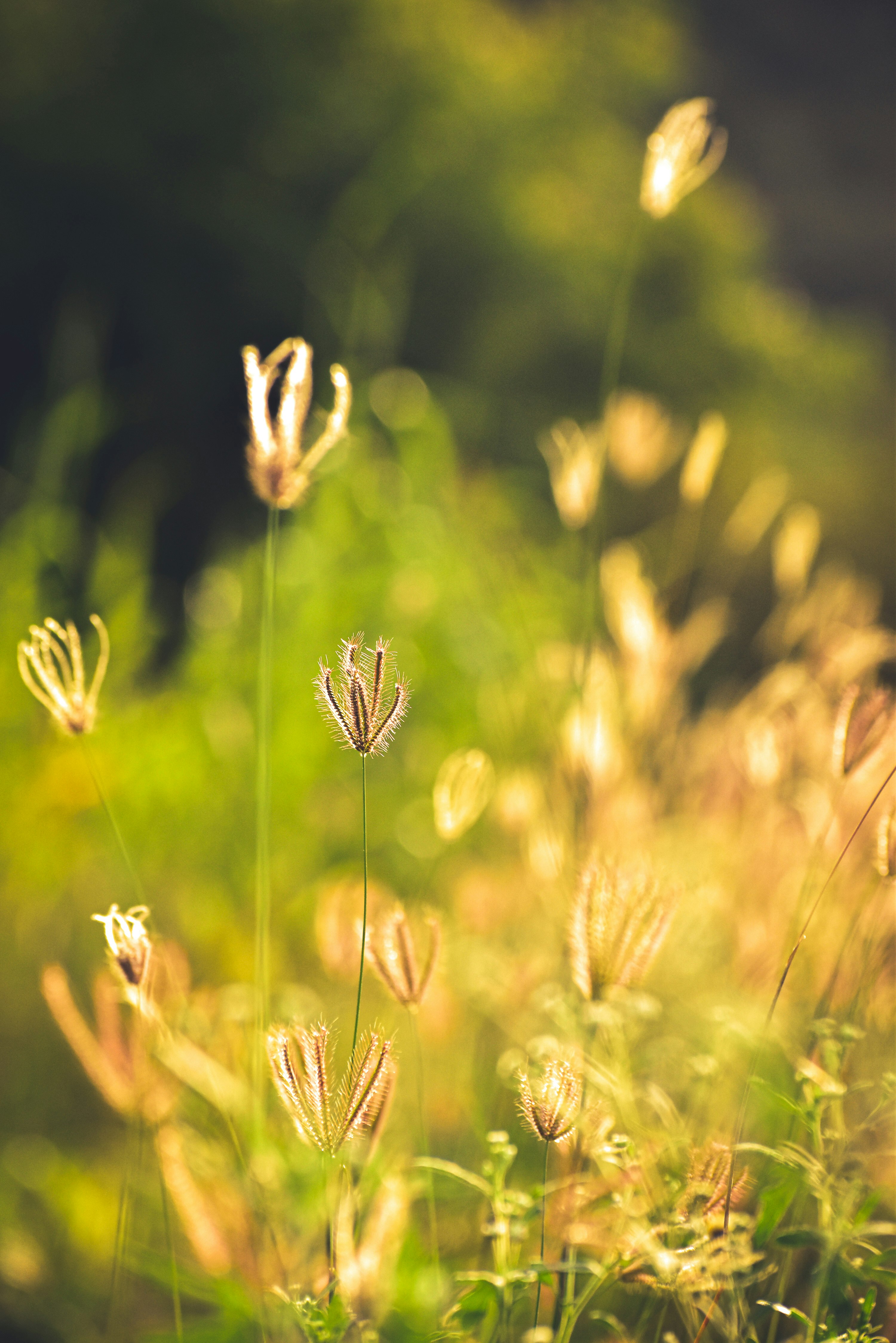 green grass in close up photography